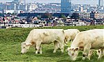 Agriculture urbaine à Bruxelles